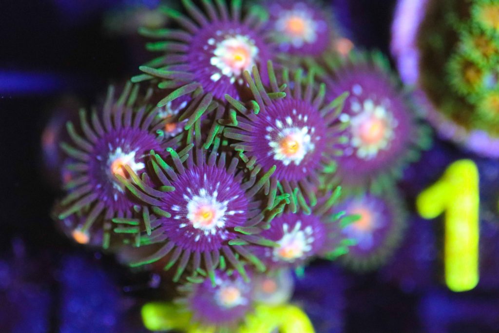 Frag Box Corals
