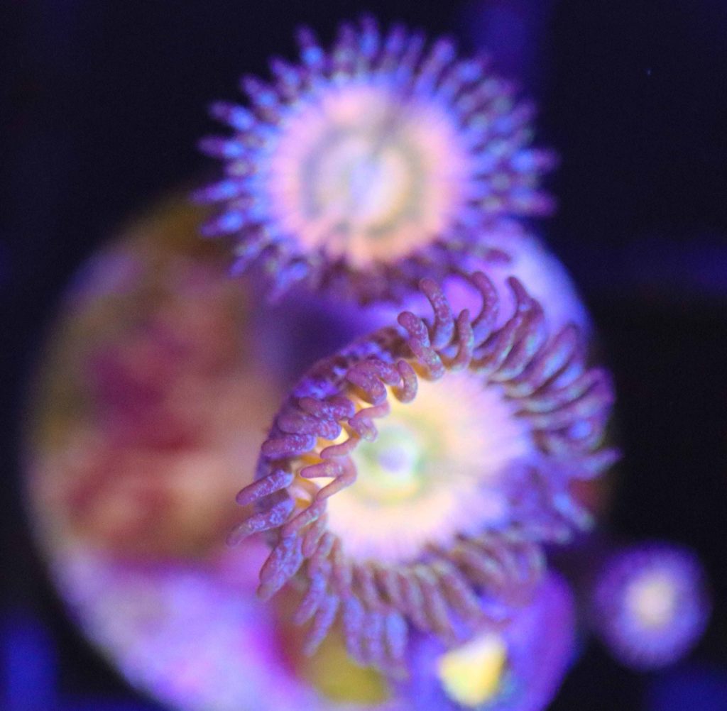 Frag Box Corals