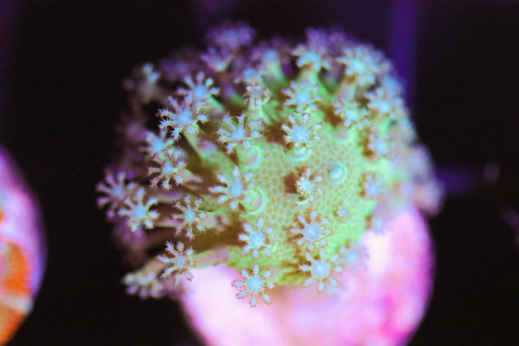 Frag Box Corals