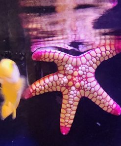 Pink Volcanoe Starfish