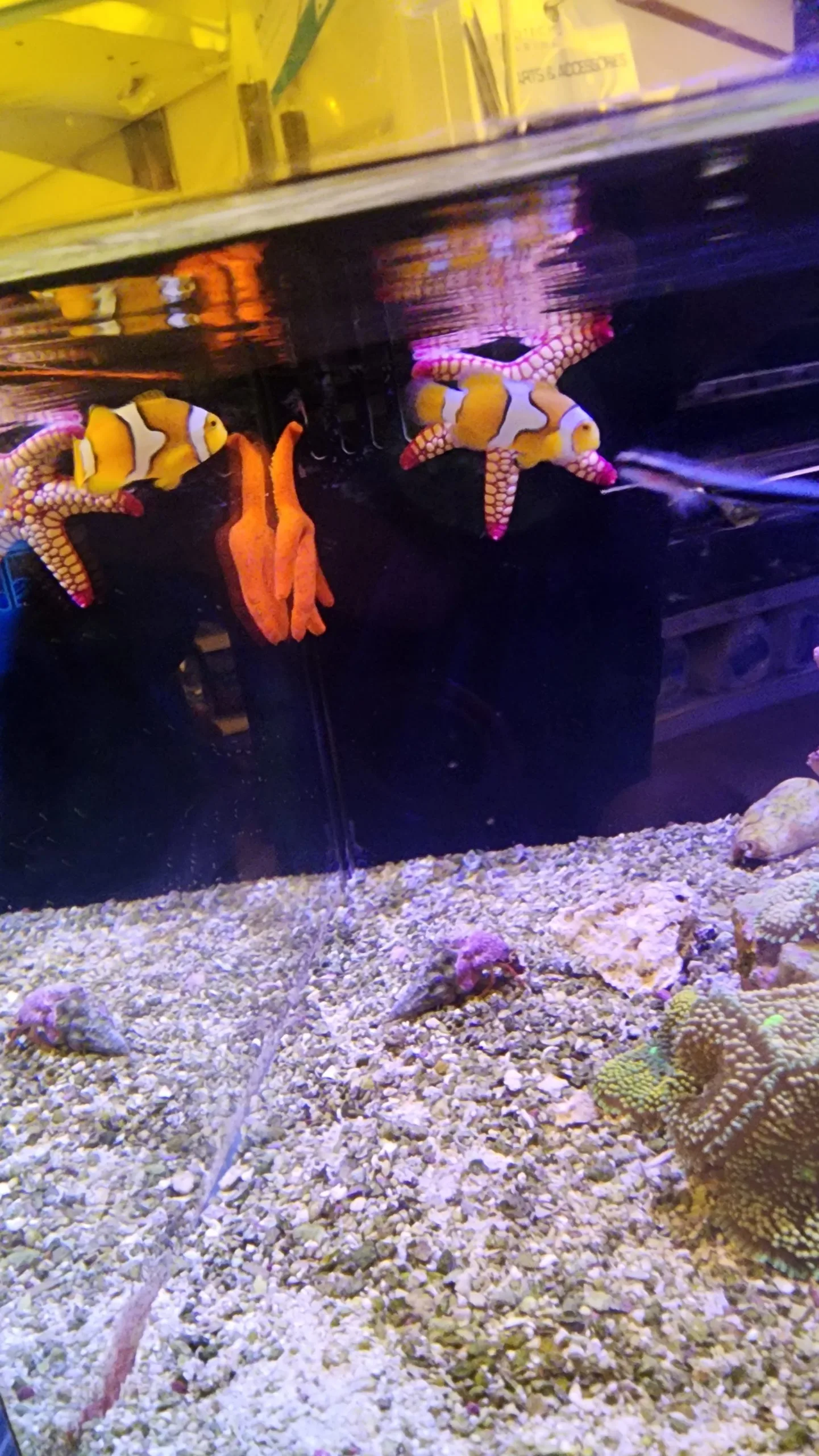 Frag Box Corals