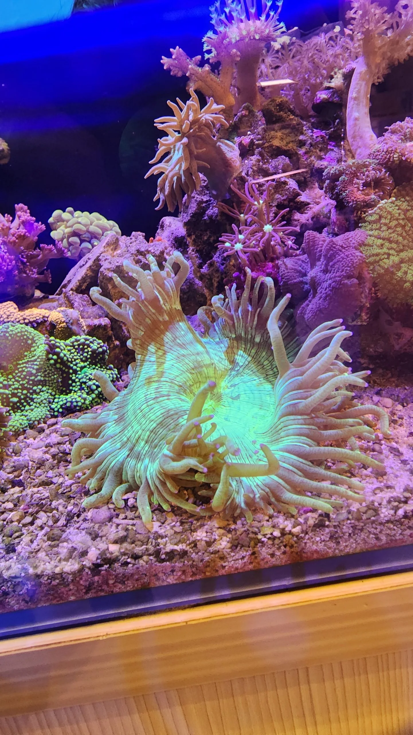 Frag Box Corals