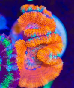 Wysiwyg Orange Sunset Acan Frag [F7]