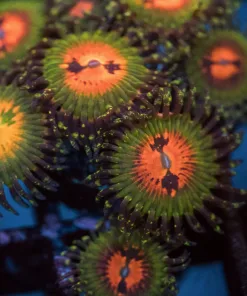 Bowtie Blaster Zoa Frag