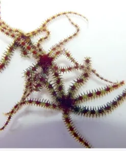 Brittle Starfish 4-6''