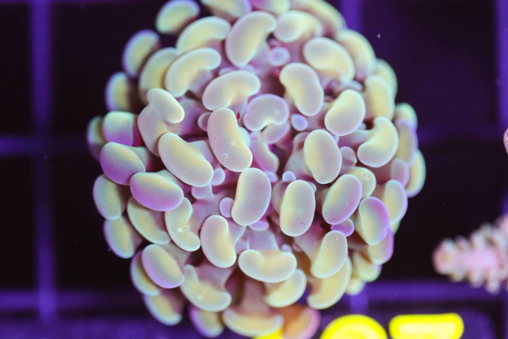 Frag Box Corals