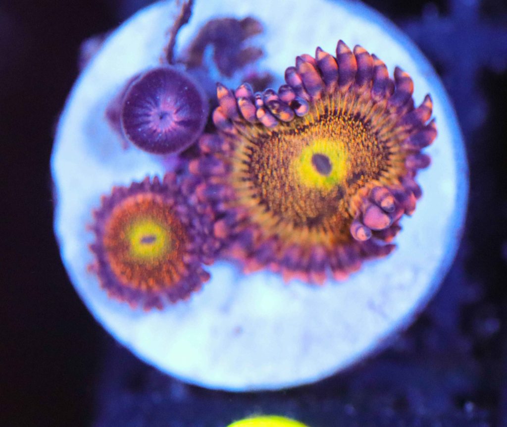 Frag Box Corals