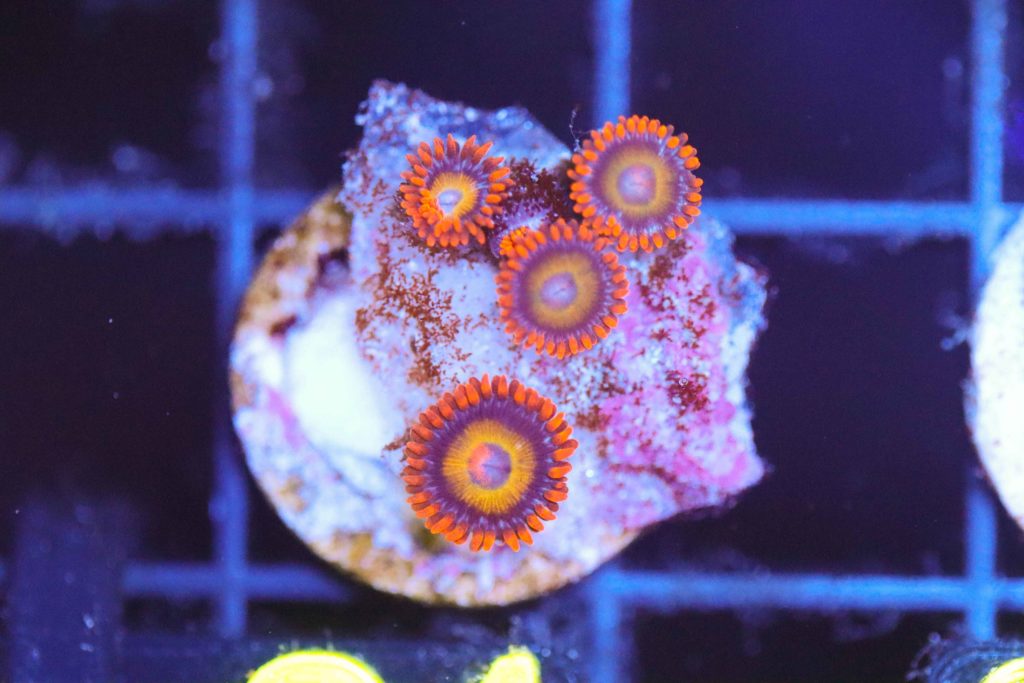 Frag Box Corals