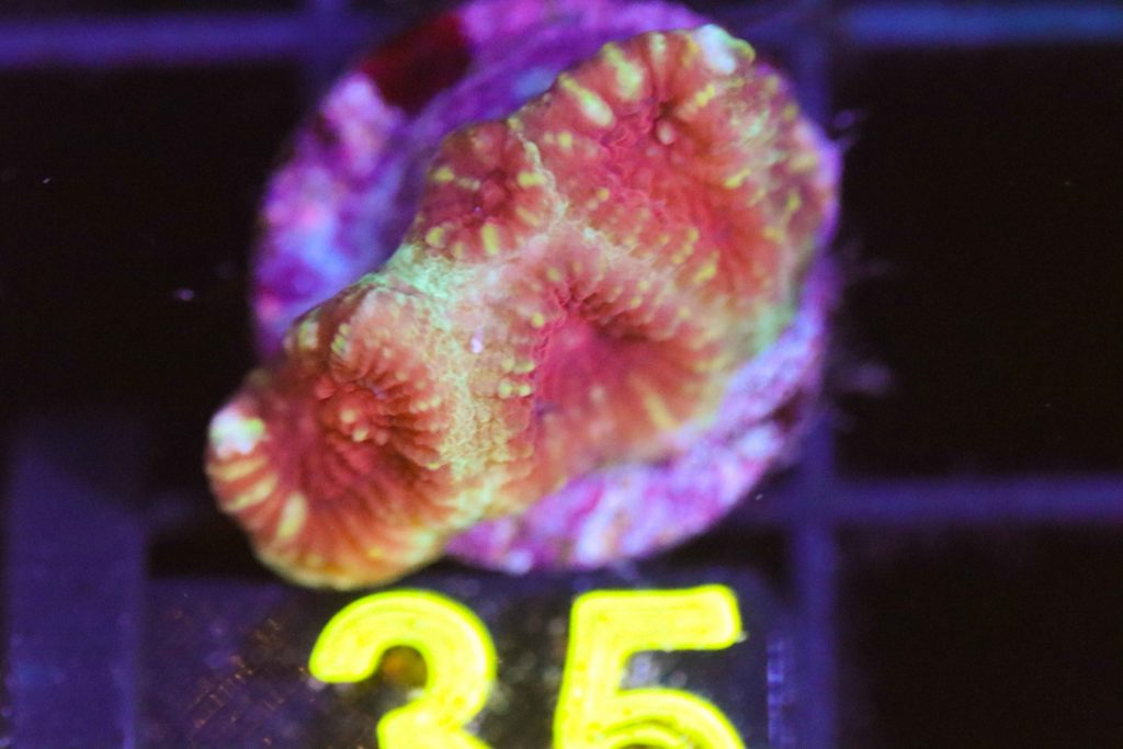 Frag Box Corals