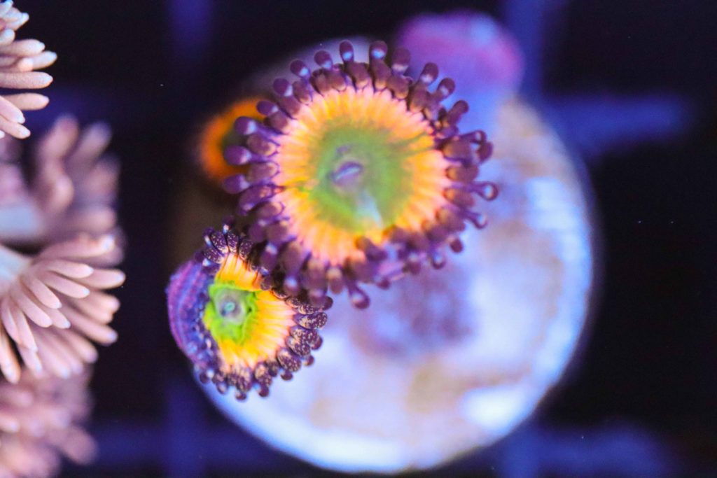 Frag Box Corals
