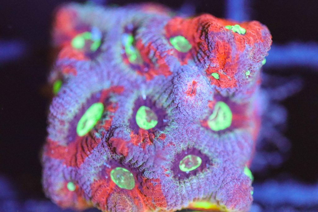 Frag Box Corals