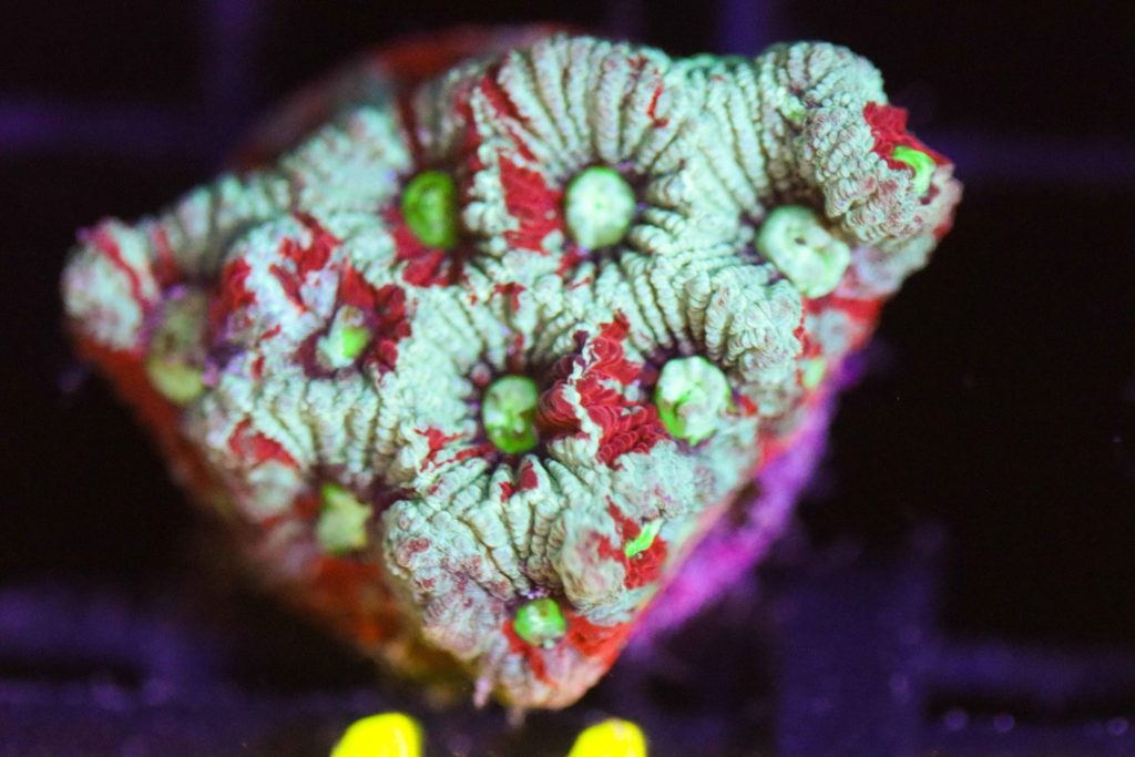 Frag Box Corals