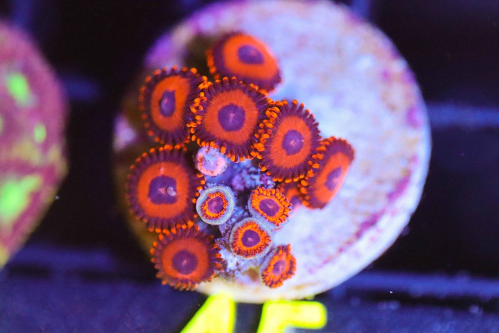Frag Box Corals