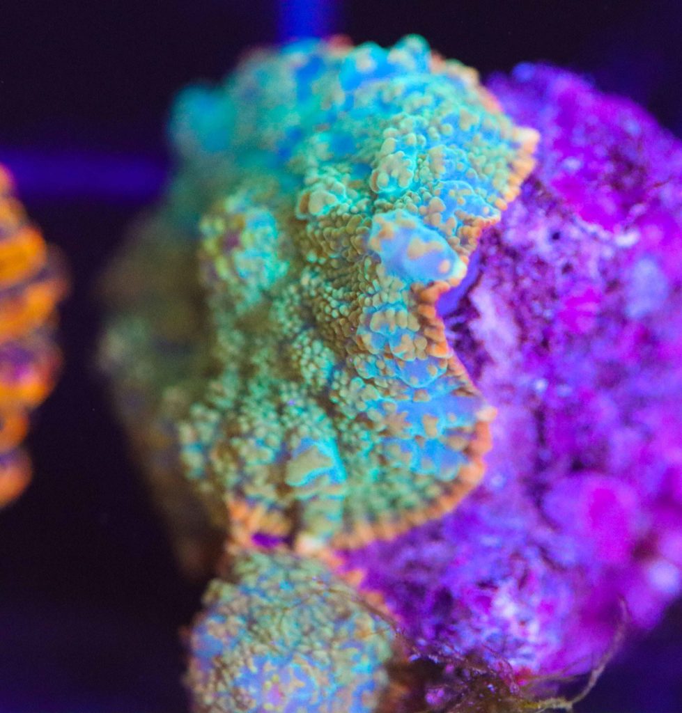Frag Box Corals