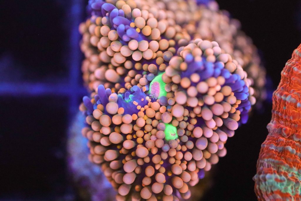 Frag Box Corals