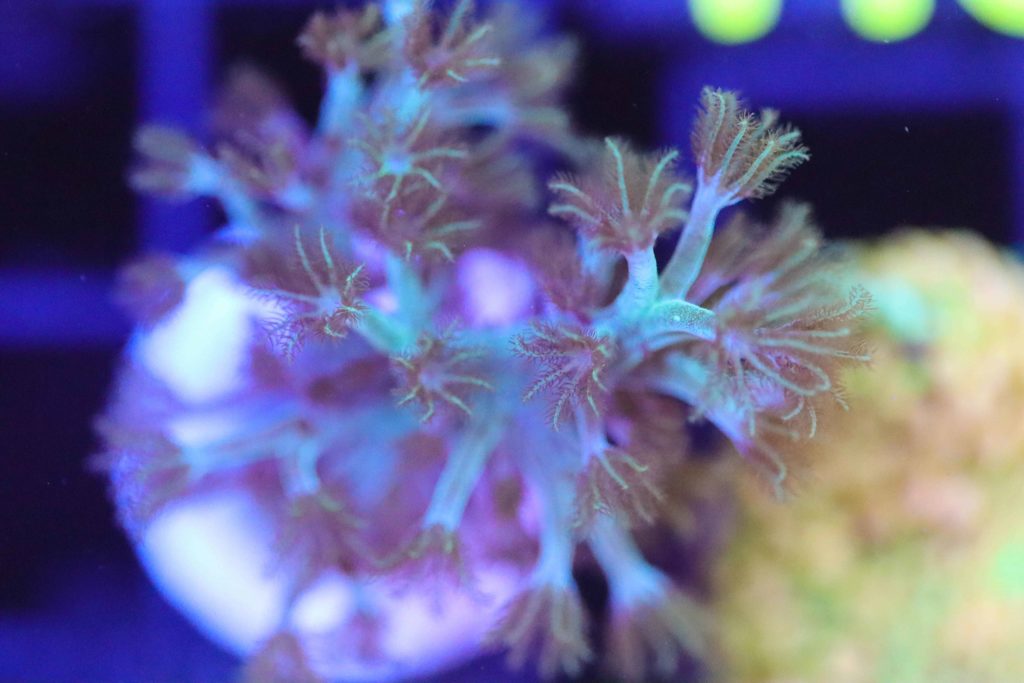 Frag Box Corals