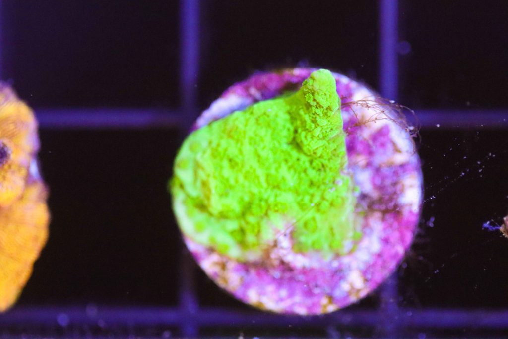 Frag Box Corals