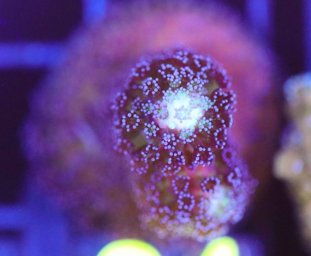 Frag Box Corals