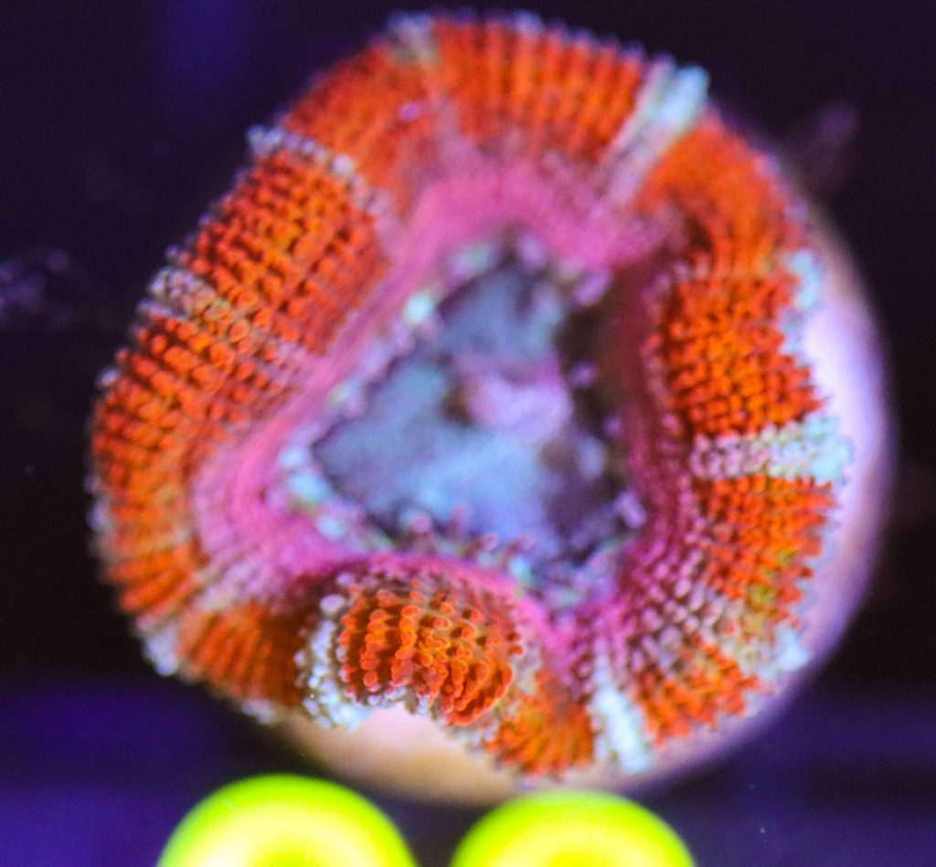 Frag Box Corals