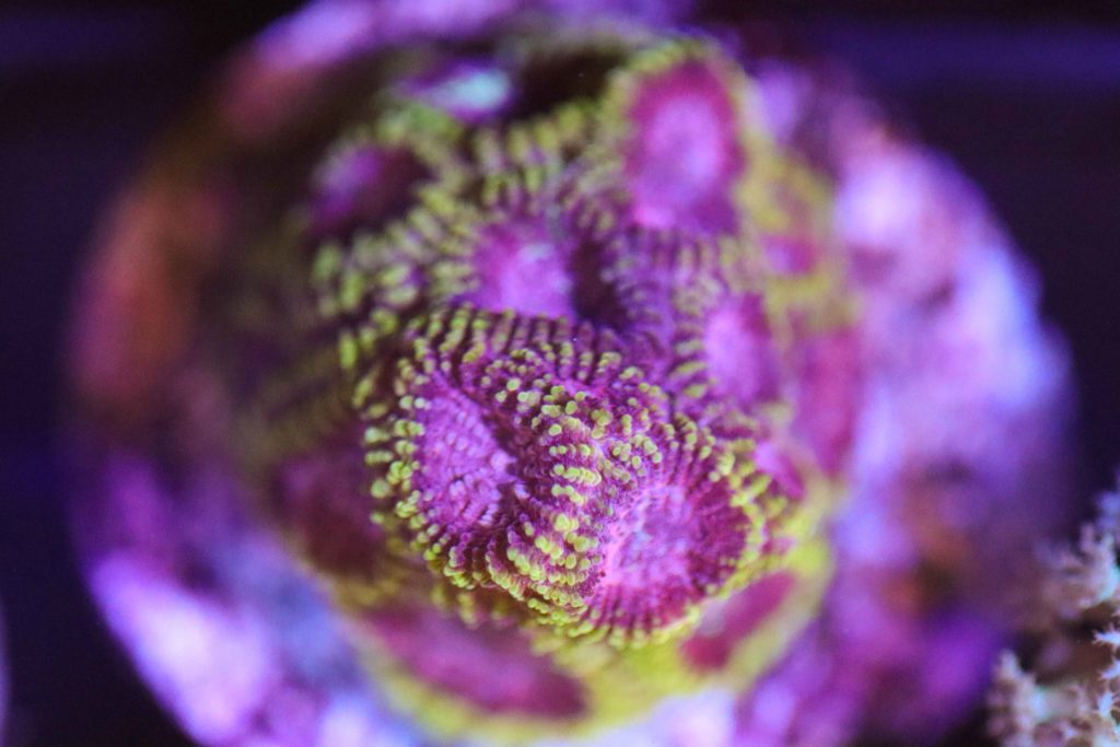 Frag Box Corals