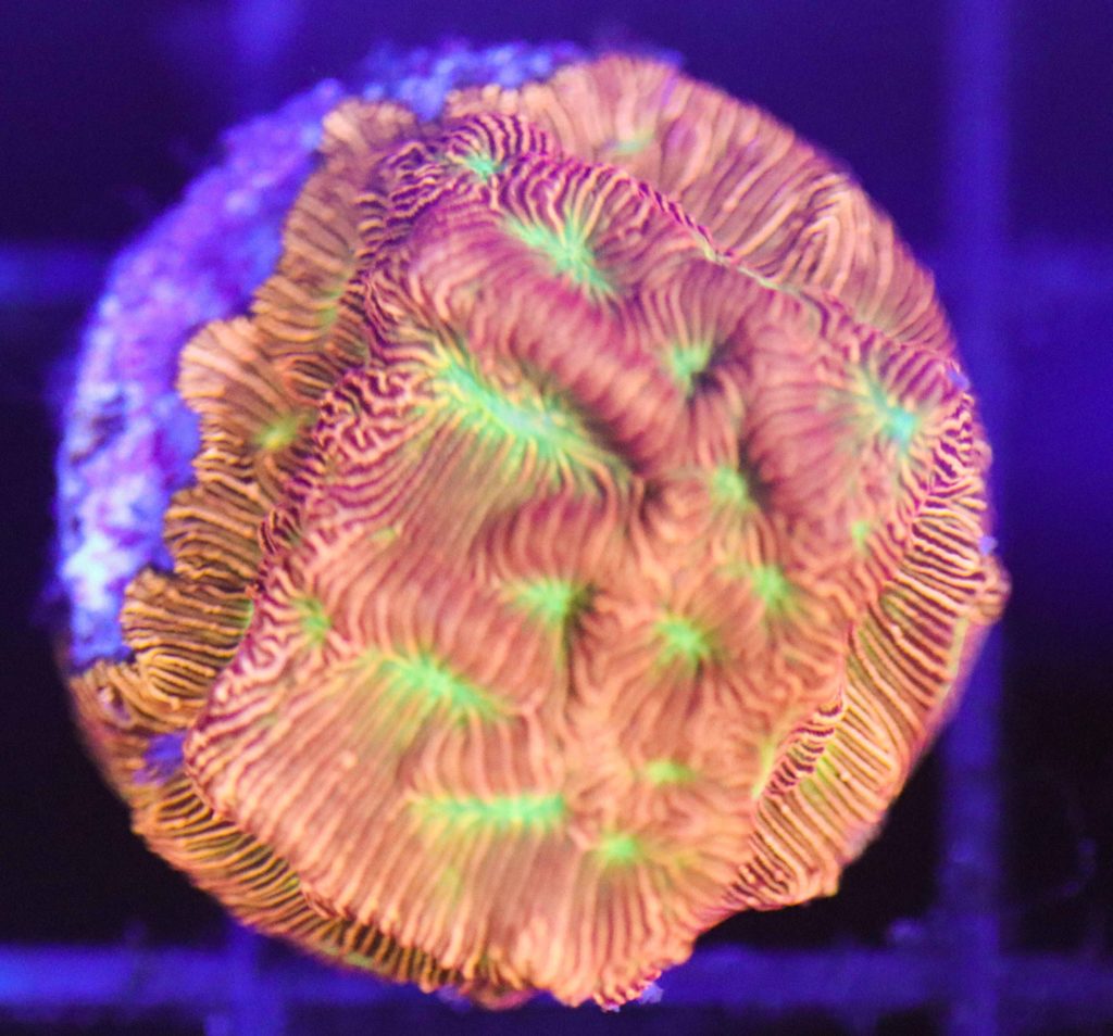 Frag Box Corals
