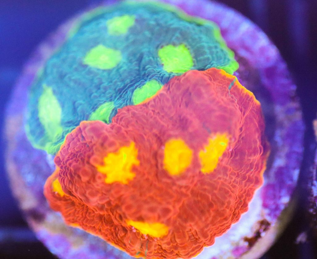 Frag Box Corals