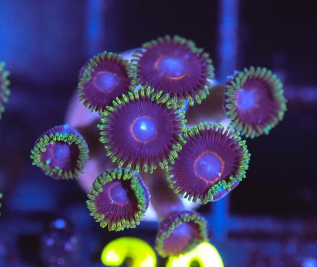 Frag Box Corals