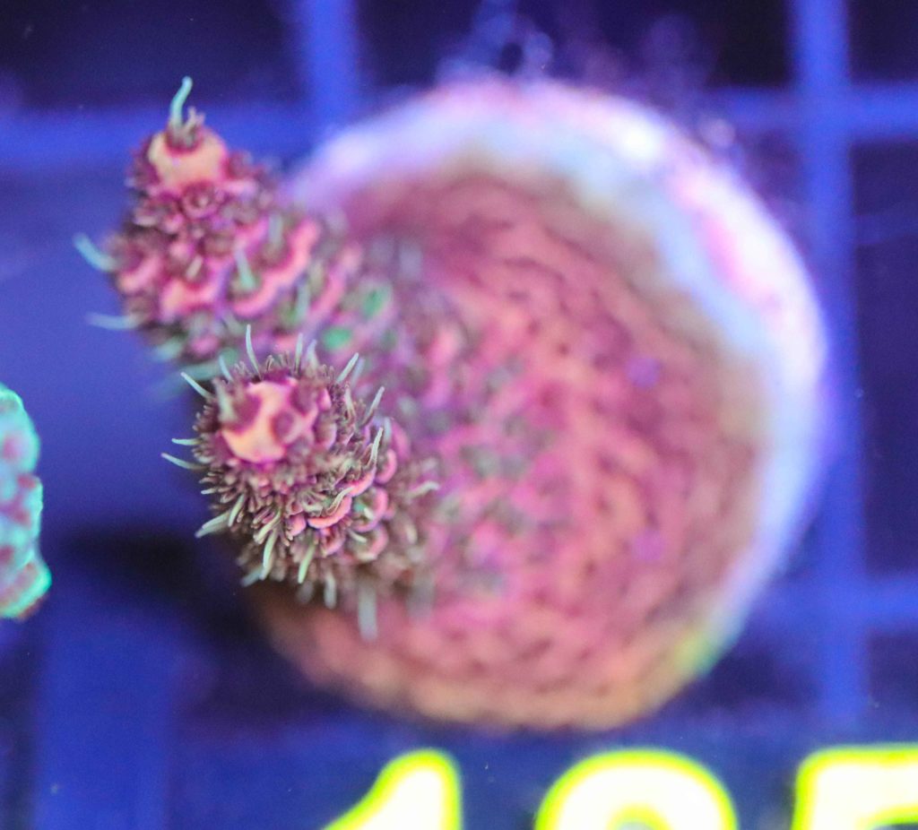 Frag Box Corals