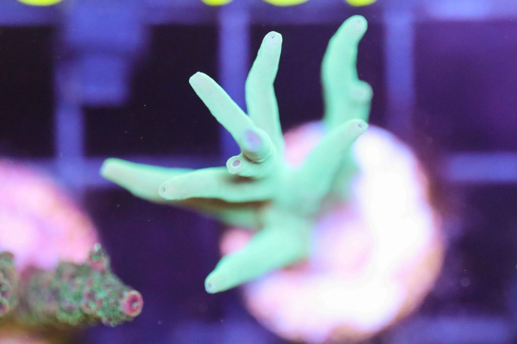 Frag Box Corals