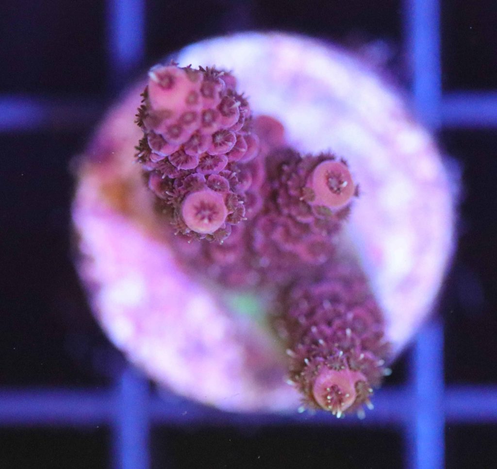 Frag Box Corals