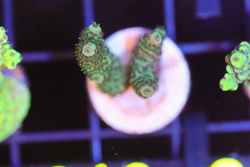 Frag Box Corals