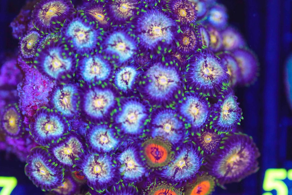 Frag Box Corals