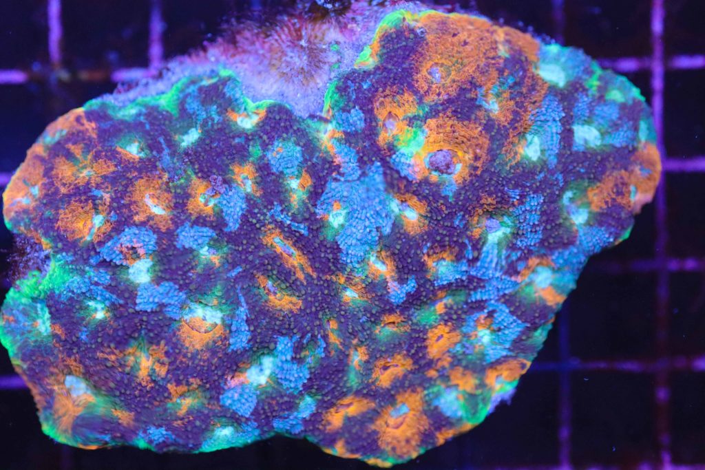 Frag Box Corals