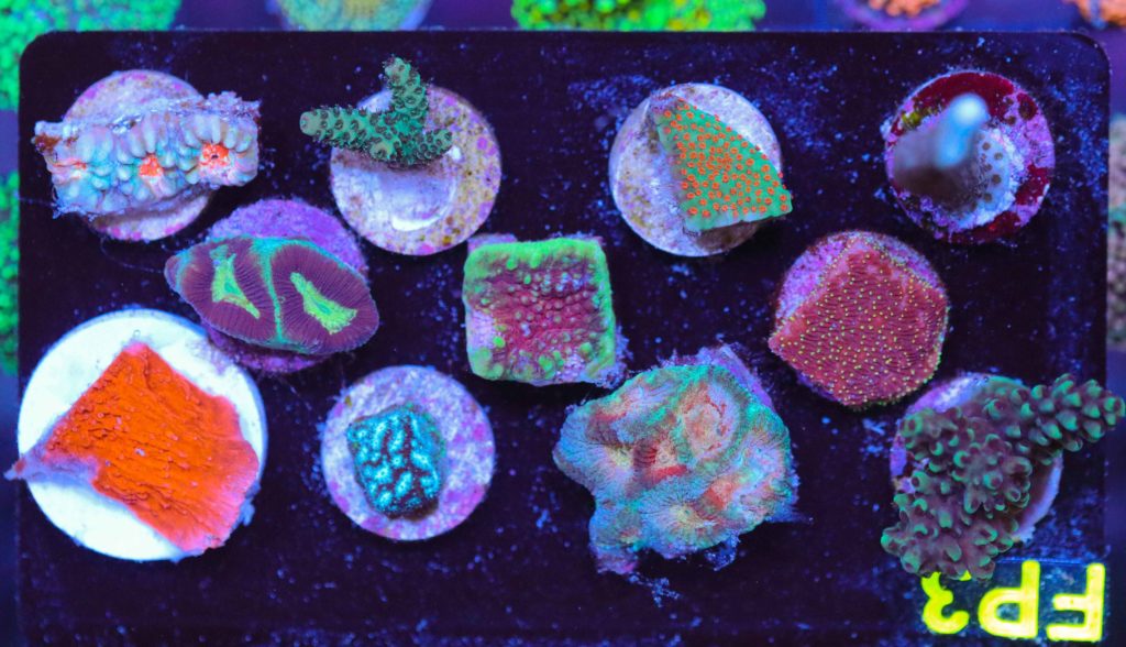 Frag Box Corals