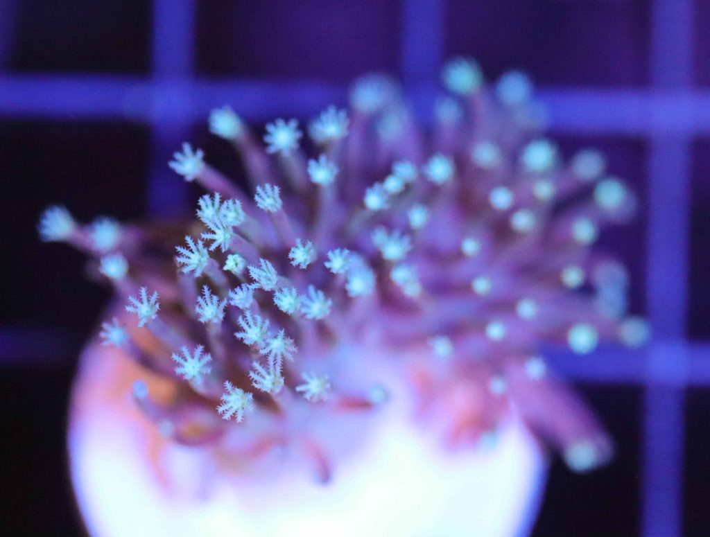 Frag Box Corals