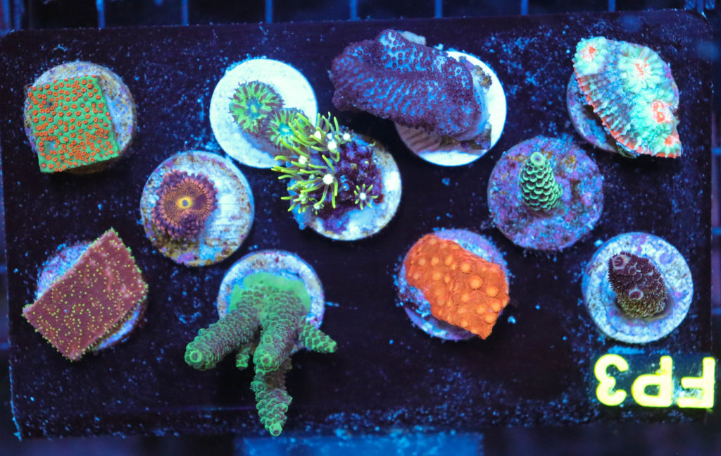 Frag Box Corals