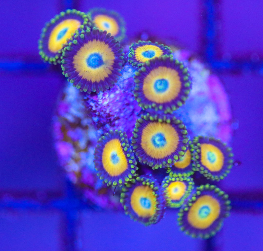 Frag Box Corals