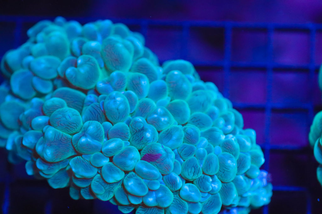 Frag Box Corals