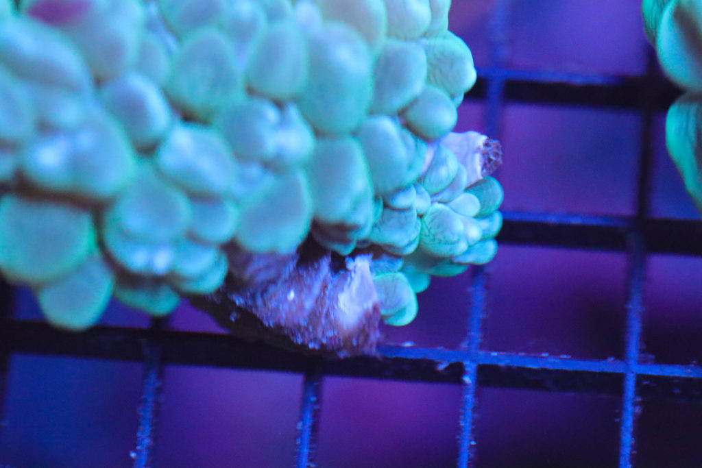 Frag Box Corals