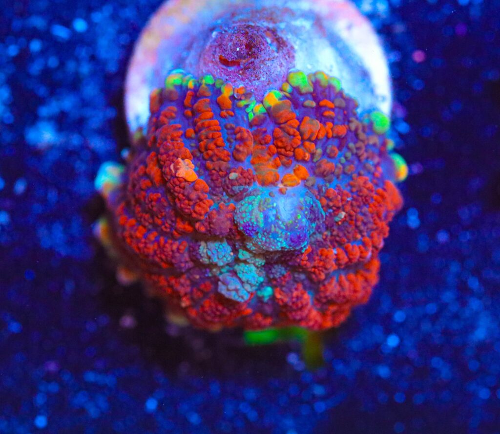 Frag Box Corals