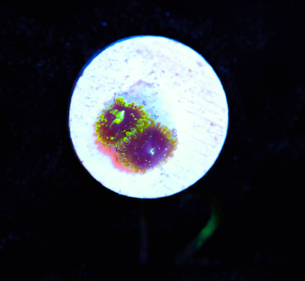 Frag Box Corals
