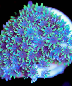 Wysiwyg Blue Sympodium Frag [F84] *Last Frag !*