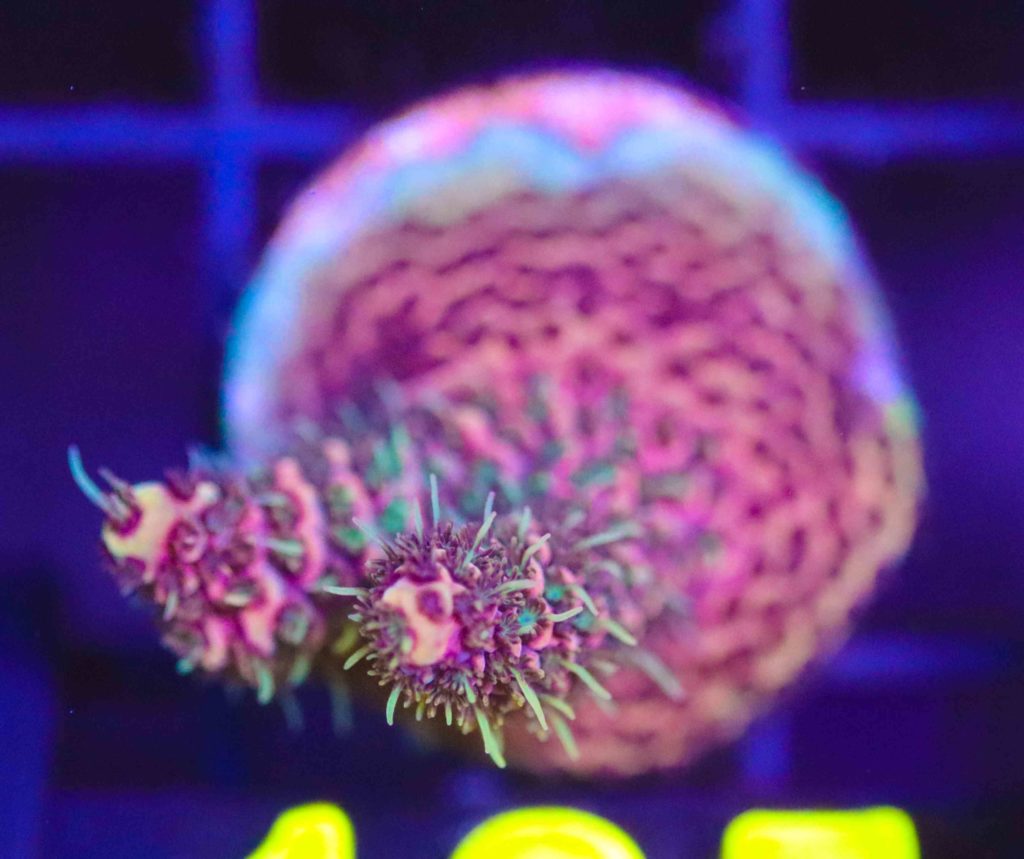 Frag Box Corals
