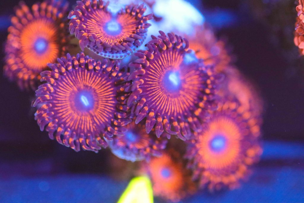 Frag Box Corals