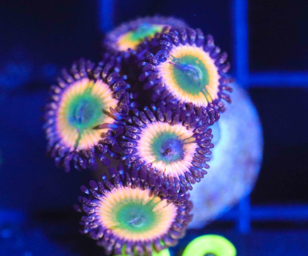 Frag Box Corals