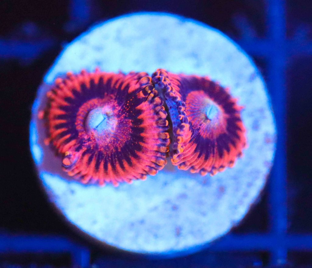 Frag Box Corals