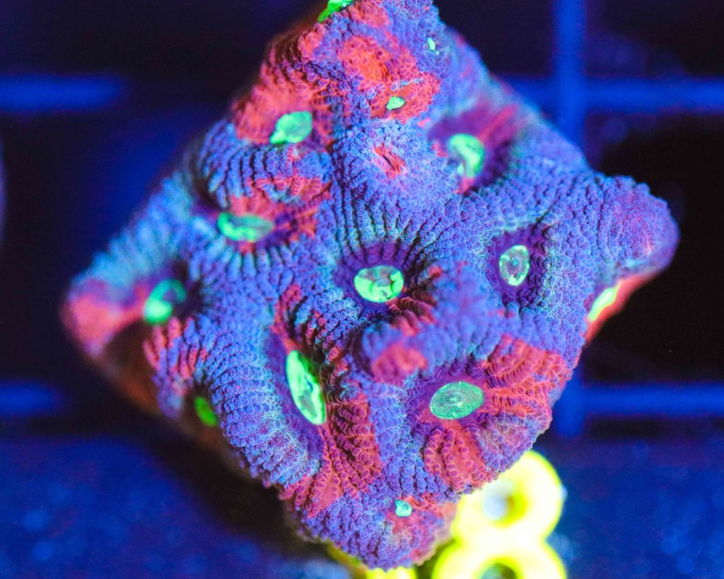 Frag Box Corals