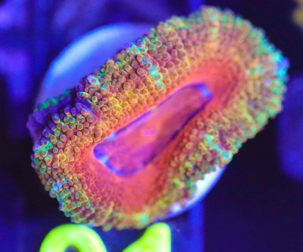 Frag Box Corals