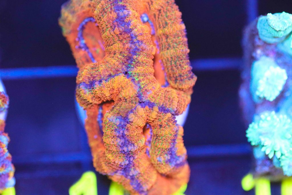 Frag Box Corals
