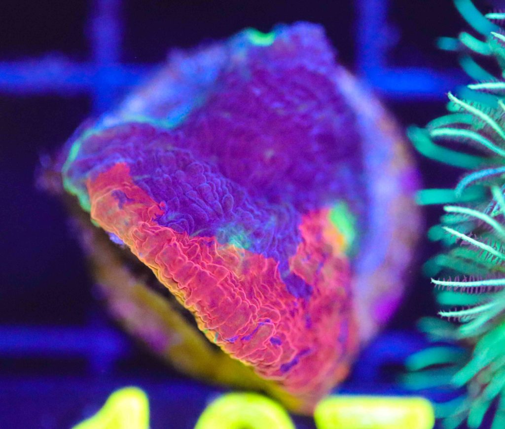 Frag Box Corals